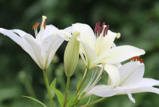 7 Tanaman Hias Depan Rumah yang Membawa Keberuntungan, Manfaat Kesehatan dan Cara Merawatnya