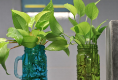 Dipercaya Bawa Keberuntungan dan Tebar Aura Positif ke Sudut Rumah, 11 Tanaman Hias Pembawa Rezeki Hoki 2026