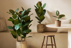 Bukan Sekedar Dekorasi, Ini 5 Tanaman Hias Pengusir Energi Negatif, Bikin Suasana Rumah Hangat & Damai