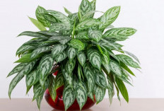 Saring Udara dari Polusi & Debu, Ini 6 Tanaman Penyerap Polusi Udara dalam Rumah Bisa Disiram Seminggu Sekali