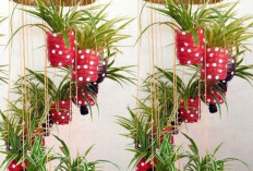 Anti Ribet! 6 Tanaman Hidroponik Indoor Mudah Dirawat untuk Rumah Minimalis