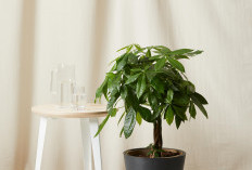 Wajib Punya di Rumah! 5 Tanaman Hias Indoor Pembawa Keberuntungan yang Cocok untuk Dekorasi Interior Estetik