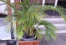 8 Tanaman Pekarangan Rumah Pembawa Keberuntungan, Rezeki, Harmoni, Sejuk dan Perawatannya Mudah