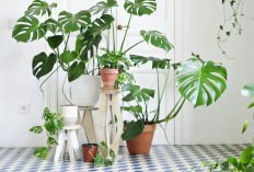 Tanaman Hias Feng Shui yang Bikin Hoki, Mitos atau Fakta?