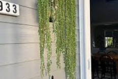 Biar Lebih Menarik! Ini 6 Tanaman Hias Pot Gantung untuk Dekorasi Outdoor, Tahan Panas & Percantik Teras Rumah