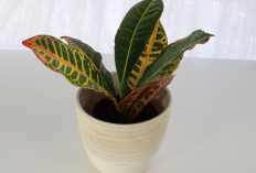 Rezeki Bikin Ngalir Deras, 7 Tanaman Hias Pembawa Kekayaan Ini Dipercaya Bawa Kemakmuran!