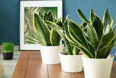 Bawa Keberuntungan di Dalam Rumah, Berikut 5 Tanaman Hias Pembawa Rezeki dan Energi Positif