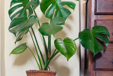 Bikin Tamu Salfok! Ini 5 Tanaman Hias Indoor untuk Percantik Ruangan Saat Lebaran, Cocok Buat di Ruang Tamu
