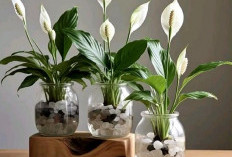 Ingin Hoki Sepanjang Tahun? Coba Letakkan 5 Tanaman Hias dalam Rumah Pembawa Hoki 2026 Ini