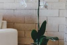 Bikin Rumah Wangi Alami Saat Lebaran, Ini 5 Tanaman Hias Indoor yang Harum & Estetik untuk Dekorasi