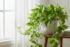 Undang Nasib Baik ke Dalam Rumah, Ini Dia 7 Tanaman Hias Indoor Pembawa Hoki Menurut Feng Shui