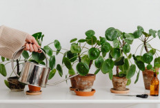 Rumah Lebih Hidup dan Nyaman, Ini 5 Tanaman Hias dengan Tekstur Lembut yang Estetis dan Menenangkan