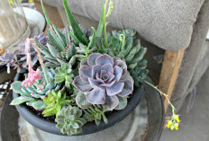 5 Tanaman Hias Minimalis Indoor Mudah Dirawat dan Bikin Rumah Makin Estetik 