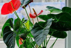 Menarik Rezeki dan Keberuntungan ke Rumah, Ini 5 Tanaman Hias Outdoor Pembawa Hoki Menurut Feng Shui