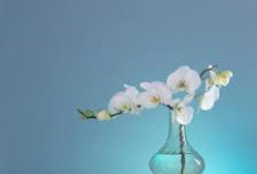 Auto Estetik! 5 Tanaman Hias Minimalis untuk Dekorasi Kamar Tidur, Tampilan Memikat & Mudah Dirawat