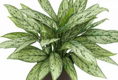Dipercaya Datangkan Rezeki, Ini 6 Jenis Tanaman Sri Rejeki atau Aglonema untuk Pilihan Tanaman Indoor Estetik