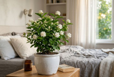 Rawat 5 Tanaman Hias Untuk Kamar Tidur Ini Untuk Percantik Kamar dengan Estetika Alami!  