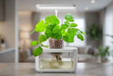 Daftar Rekomendasi Tanaman Hidroponik Indoor Perawatan Mudah dan Bisa Percantik Sudut Rumah Kamu! 