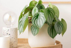 Tingkatkan Kualitas Tidur, Berikut 5 Tanaman Hias Pembersih Udara yang Bantu Tidur Lebih Nyenyak & Nyaman