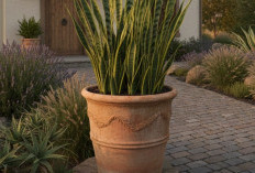 5 Tanaman Hias Depan Rumah yang Membawa Keberuntungan, Berikut Tips Merawat Praktis Menurut Feng Shui