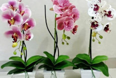 Bikin Rezeki Mengalir Deras, Ini Dia 5 Tanaman Hias Pembawa Hoki yang Cocok di Dalam Rumah