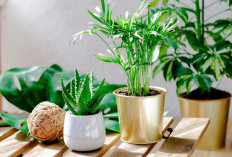 Berikut 10 Tanaman Hias Outdoor Pembawa Keberuntungan yang Cocok Untuk Halaman Depan Rumah, dan Mudah Dirawat