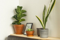 8 Pilihan Tanaman Hias Pembawa Hoki untuk Dipajang di Ruang Tamu, Bikin Hunian Sejuk dan Menarik Kemakmuran