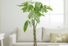 5 Tanaman Hias Pembawa Hoki Menurut Feng Shui Ini Bisa Kamu Rawat Sendiri, Anti Ribet dan Penuh Manfaat!