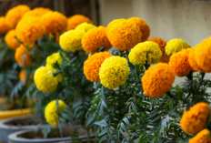 Jarang Disiram Tapi Tetap Cantik! 6 Tanaman Hias Depan Rumah Tahan Panas yang Mudah Dirawat