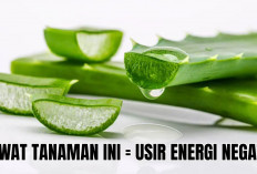 5 Tanaman Pengusir Energi Negatif Ini Bisa Menyehatkan Penghuni Rumah! Nomor Satu Paling Umum 