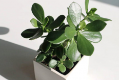 Tanaman Hias Giok Pembawa Keberuntungan, Berikut 6 Tempat Meletakannya Agar Maksimal Mengundang Rezeki