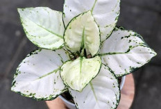 Cocok Buat Pemula! 7 Tanaman Hias untuk Dekorasi Outdoor yang Mudah Dirawat dan Tahan Banting 
