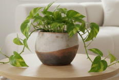 6 Tanaman Hias Indoor Pembawa Hoki, Bisa Serap Udara Kotor, Mendatangkan Kekayaan Menurut Feng Shui