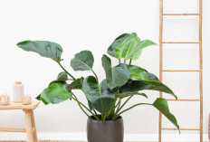 Gak Mudah Layu! 5 Tanaman Hias yang Tahan Banting & Mudah Dirawat, Ideal untuk Dekorasi indoor Penuh Manfaat