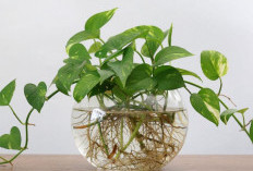 Gak Harus Mahal, Ini 5 Tanaman Hidroponik Indoor yang Bisa Bersihkan Udara di Dalam Rumah dari Polusi