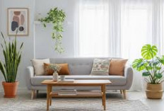 Tak Hanya Estetik, Ini 7 Tanaman Hias Pembawa Rezeki untuk Ruang Tamu, Mudah Dirawat Ideal untuk Dekorasi