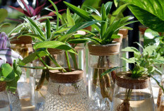 5 Tanaman Hias Hidroponik Indoor yang Bisa Hidup Tanpa Media Tanah
