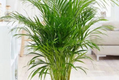 Pembersih Udara Alami yang Mudah Dirawat, Ini 8 Tanaman Hias Penyaring Udara dari Polusi Perkotaan