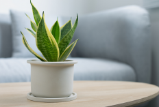 Udara Rumah Lebih Bersih dan Sehat! Ini 7 Tanaman Indoor yang Ampuh Serap Polutan Berbahaya!