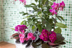 Mendatangkan Kelimpahan Rezeki, Ini 6 Tanaman Hias Indoor Pembawa Rezeki yang Cocok Untuk Ruang Tamu dan Dapur