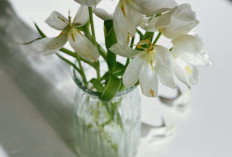 6 Tanaman Hias Hidroponik Estetik yang Ideal untuk Dekorasi Interior, Tampilannya Cantik Menarik Perhatian 