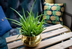 Rumah Semakin Asri & Bebas Polusi, Ini 5 Tanaman Hias Pengusir Energi Negatif yang Mengundang Keberuntungan