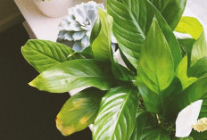 Buang Jauh-jauh Energi Negatif, 5 Tanaman Hias Pembawa Aura Positif dan Menarik Rezeki Menurut Feng Shui