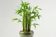 3 Fakta Dibalik Tanaman Pembawa Keberuntungan Populer, Bukan Sekadar Mitos!