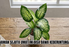 Memilih 4 Tanaman Hias Pembawa Keberuntungan di Rumah, Temukan yang Paling Cocok Untukmu!