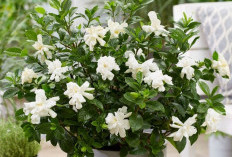 Solusi Serap Polusi di Dalam Rumah, Ini Daftar 6 Tanaman Hias Pembawa Keberuntungan dan Rezeki Bagi Pemilik