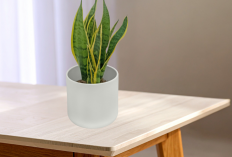 Bukan Hanya Pajangan, Ini 10 Tanaman Hias Penarik Rezeki dan Energi Positif!