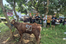 Sahabat Yoshua Tebar Kepedulian, Sapi Kurban 400 Kg Disembelih di Majalengka