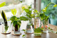 Rekomendasi 6 Tanaman Hias Hidroponik Indoor Cocok Untuk Ruangan Kecil dan Sempit, Anti Kotor dari Tanah