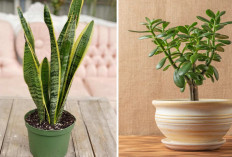 4 Fakta Tanaman Hias yang Membawa Keberuntungan Untuk Pemilik Rumah, Ternyata Ada Penjelasan Ilmiah!